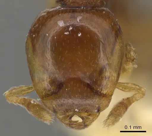 Strumigenys glenognatha specimen