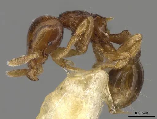 Strumigenys glenognatha specimen