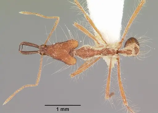 Strumigenys gloriosa specimen