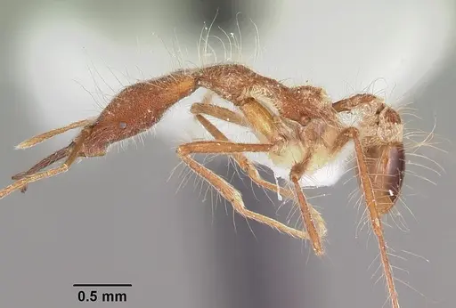 Strumigenys gloriosa specimen