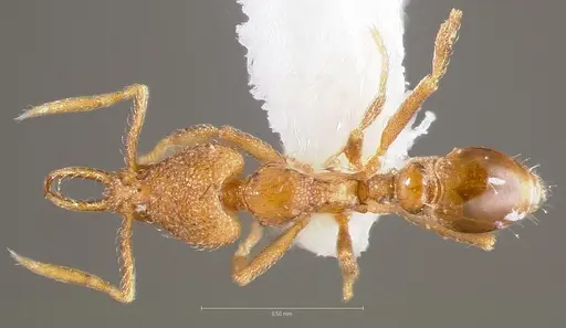 Strumigenys glycon specimen