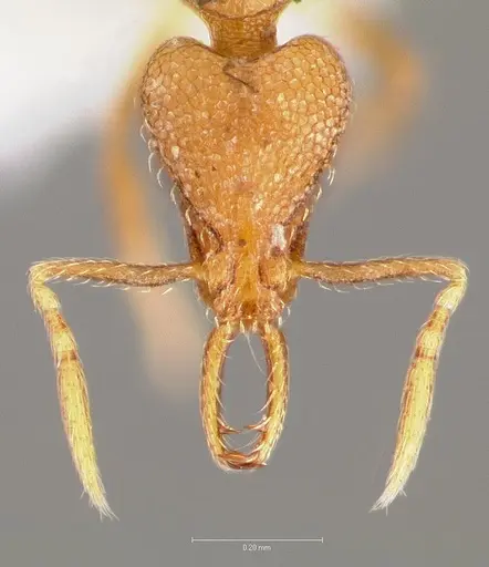 Strumigenys glycon specimen
