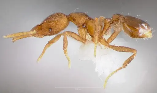 Strumigenys glycon specimen