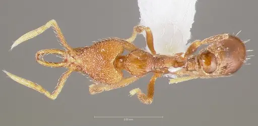 Strumigenys glycon - CASENT0005543