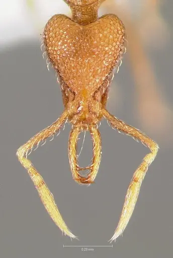 Strumigenys glycon - CASENT0005543