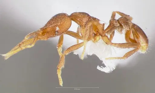 Strumigenys glycon - CASENT0005543