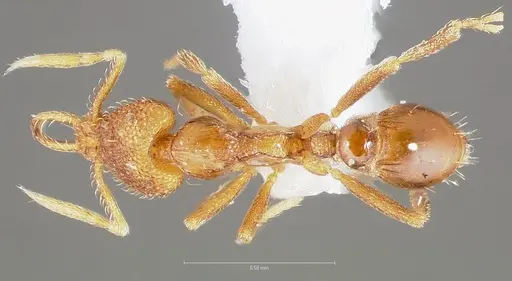 Strumigenys glycon - CASENT0005544