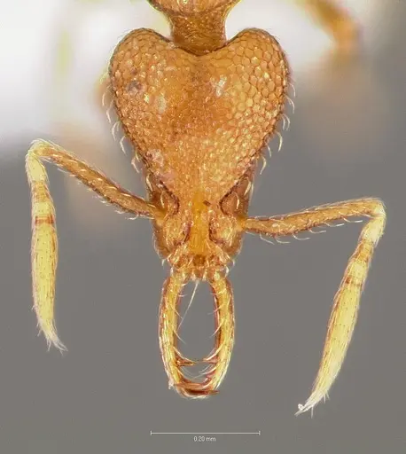 Strumigenys glycon - CASENT0005544