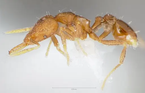 Strumigenys glycon - CASENT0005544