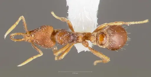 Strumigenys glycon - CASENT0005548