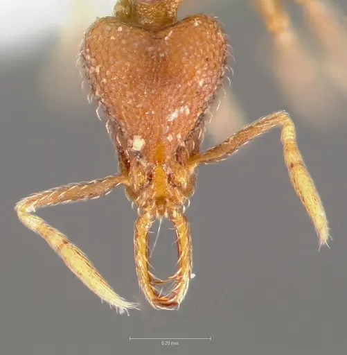 Strumigenys glycon - CASENT0005548