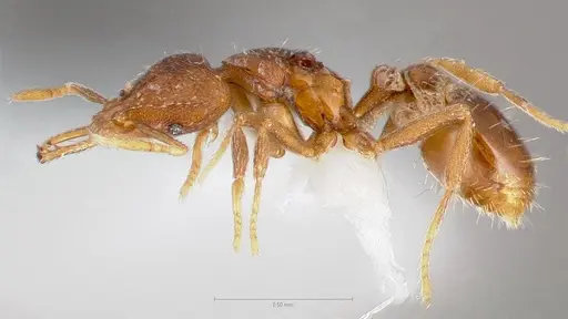 Strumigenys glycon - CASENT0005548