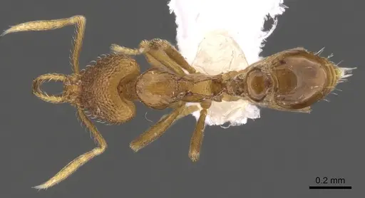 Strumigenys glycon - CASENT0900723