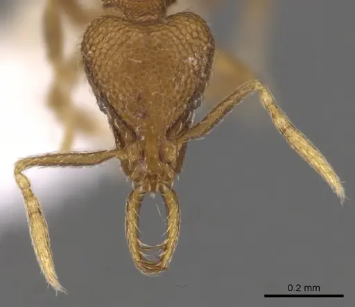 Strumigenys glycon - CASENT0900723