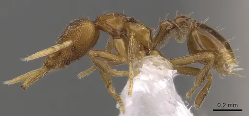 Strumigenys glycon - CASENT0900723