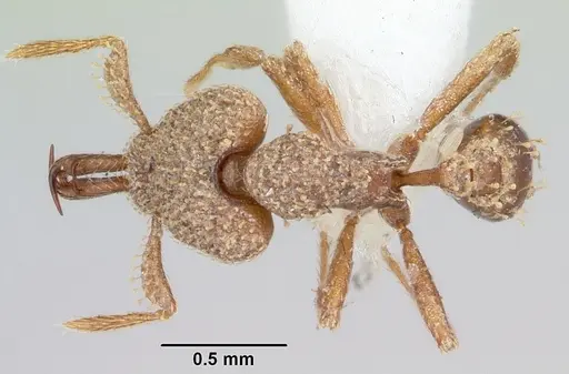 Strumigenys gnathosphax specimen
