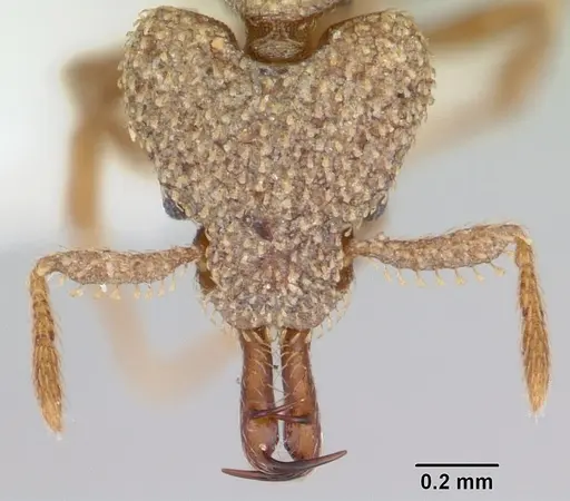 Strumigenys gnathosphax specimen