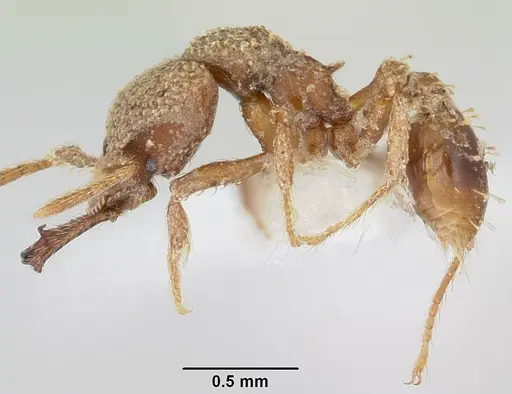 Strumigenys gnathosphax specimen