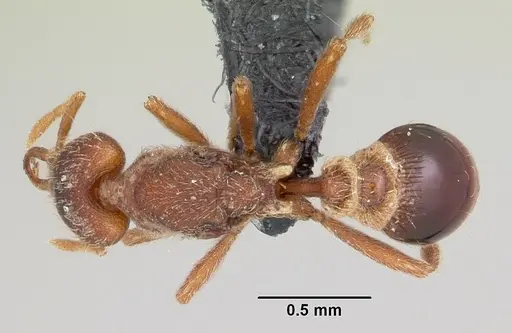 Strumigenys godeffroyi specimen