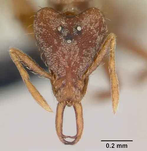 Strumigenys godeffroyi specimen