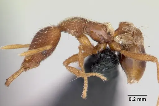 Strumigenys godeffroyi - CASENT0060226