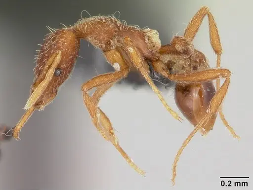 Strumigenys godeffroyi - CASENT0060343