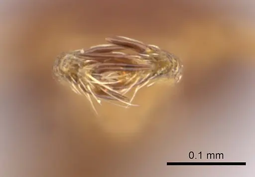 Strumigenys godeffroyi - CASENT0060744