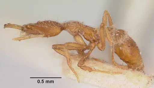 Strumigenys godeffroyi - CASENT0101214