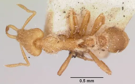 Strumigenys godeffroyi - CASENT0101215