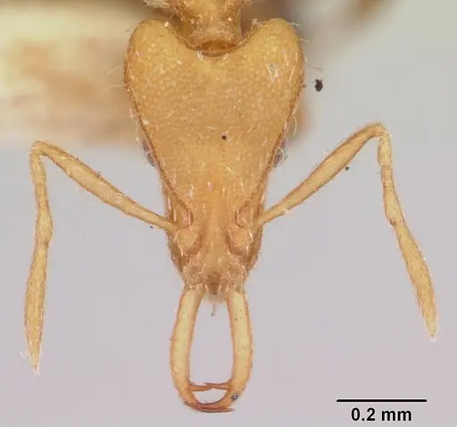 Strumigenys godeffroyi - CASENT0101215