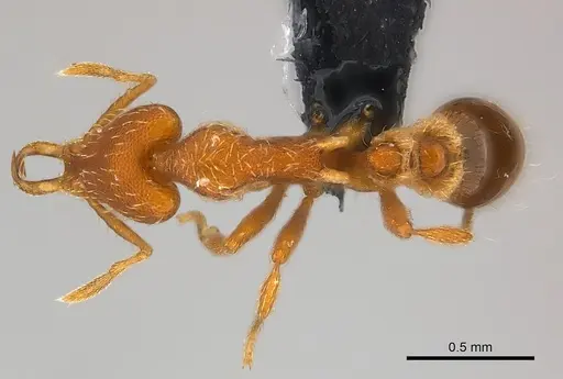 Strumigenys godeffroyi - CASENT0159907