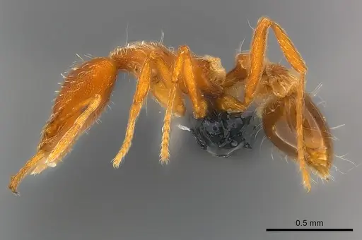 Strumigenys godeffroyi - CASENT0159907