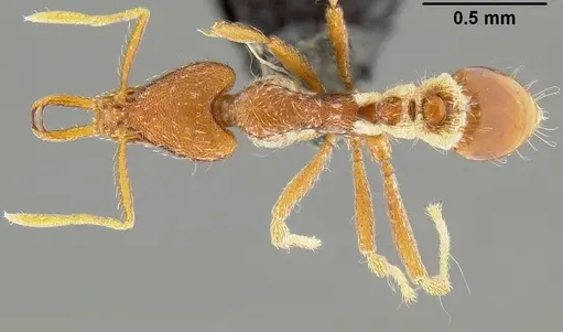 Strumigenys godeffroyi - CASENT0171155