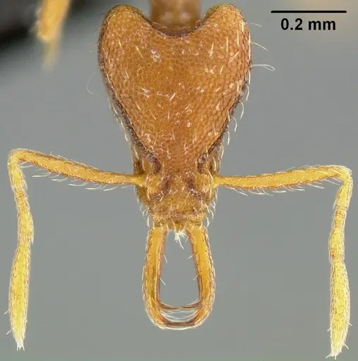 Strumigenys godeffroyi - CASENT0171155