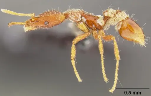 Strumigenys godeffroyi - CASENT0171155