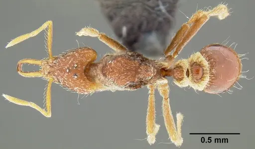 Strumigenys godeffroyi - CASENT0171156