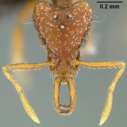 Strumigenys godeffroyi - CASENT0171156