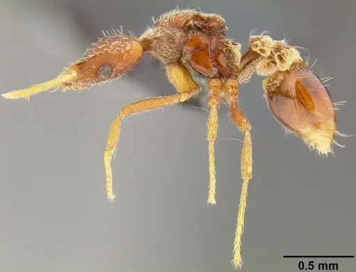 Strumigenys godeffroyi - CASENT0171156