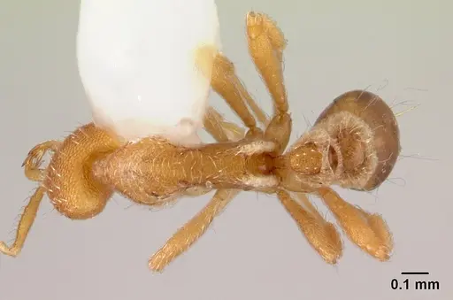 Strumigenys godeffroyi - CASENT0178443