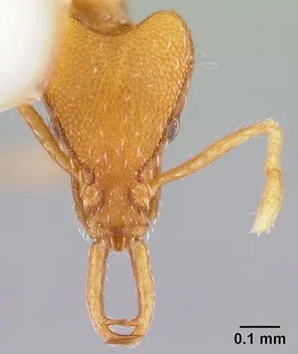 Strumigenys godeffroyi - CASENT0178443