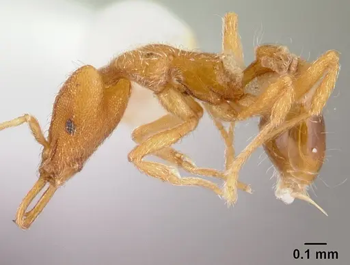 Strumigenys godeffroyi - CASENT0178443