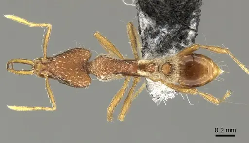 Strumigenys godeffroyi - CASENT0199943