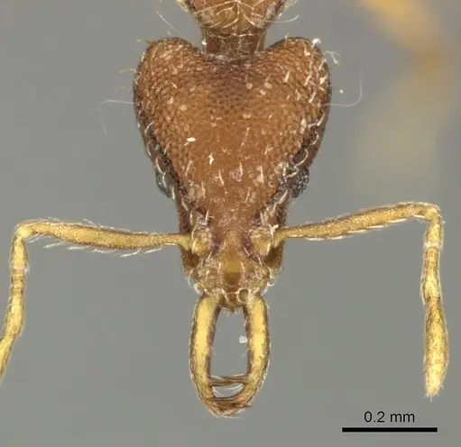 Strumigenys godeffroyi - CASENT0199943