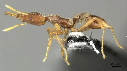 Strumigenys godeffroyi - CASENT0199943