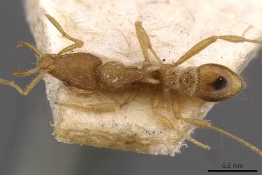 Strumigenys godeffroyi - CASENT0909311