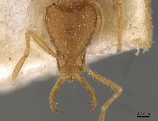 Strumigenys godeffroyi - CASENT0909311