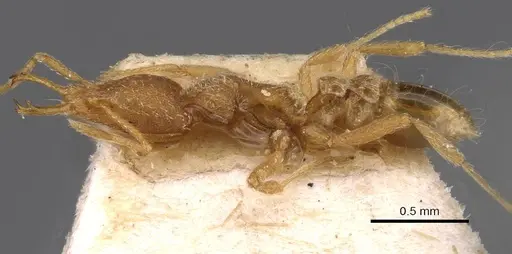 Strumigenys godeffroyi - CASENT0909311