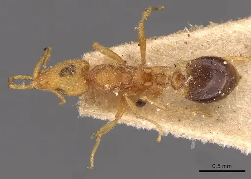 Strumigenys godeffroyi - CASENT0909312