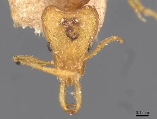 Strumigenys godeffroyi - CASENT0909312