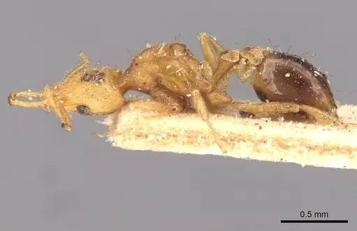 Strumigenys godeffroyi - CASENT0909312